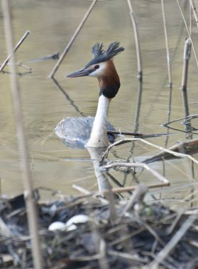 Great Crested Grebe near the nest. clipart