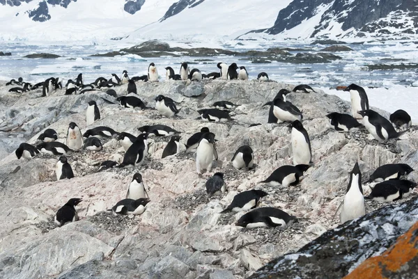 Adelie penguenleri kolonisi. — Stok fotoğraf