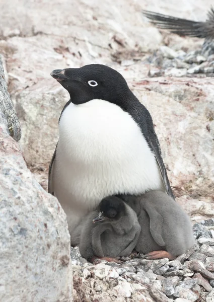 Familjen adelie pingviner. — Stockfoto