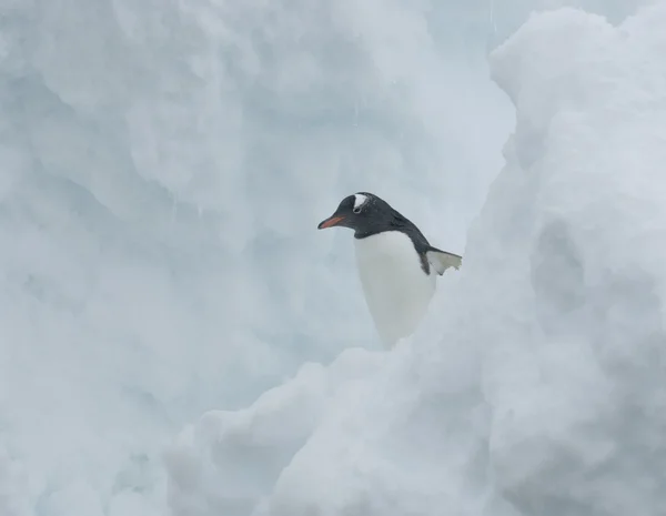 Gentoo tučňák ve sněhu. — Stock fotografie