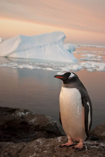Gentoo Pinguin bei Sonnenuntergang. — Stockfoto