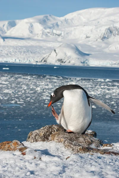 Gentoo Pinguin auf dem Hintergrund des Ozeans. — Stockfoto