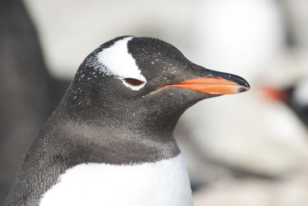 Gentoo tučňák portrét. — Stock fotografie