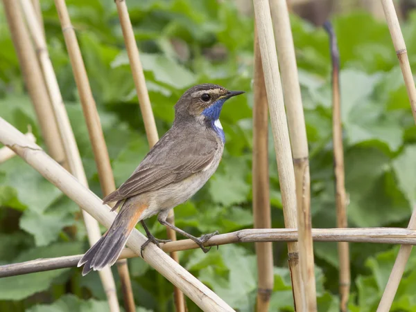 Bluethroat male sitting in the reeds. — Stock Photo, Image