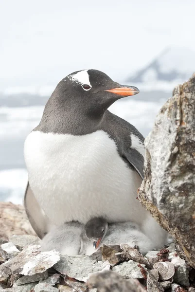 Vrouw en gentoo pinguïn kuikens. — Stockfoto