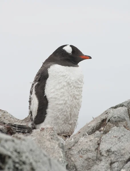 Gentoo penguin som shedding. — Stockfoto