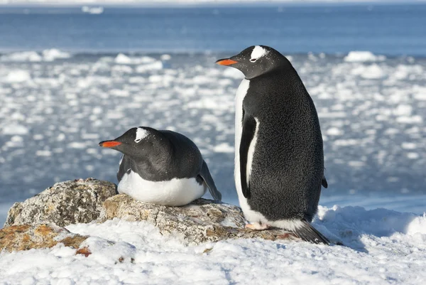 Gentoo penguin par på bakgrunden av havet. — Stockfoto