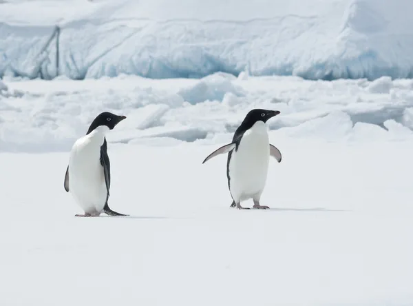 Par de pinguins Adelie em um bloco de gelo . Fotos De Bancos De Imagens