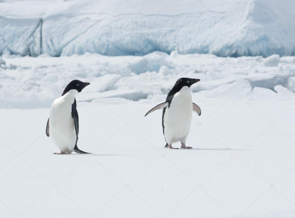 Pair of Adelie penguins on an ice floe.