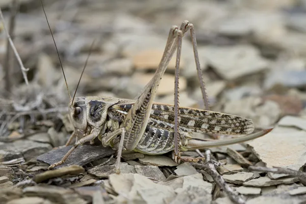 Grasshopper in summer steppe. — Stock Photo, Image
