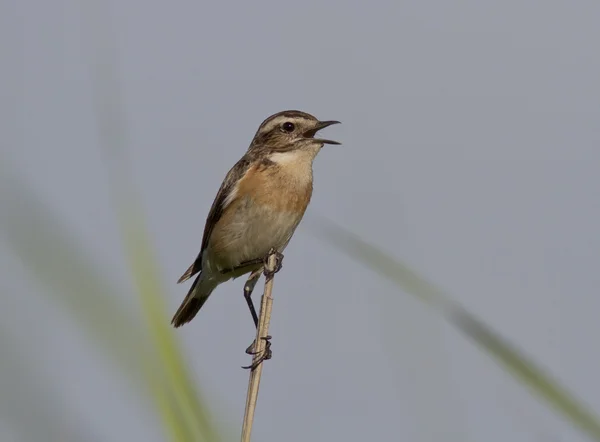 Whinchat chantant sur une branche dans une prairie . — Photo