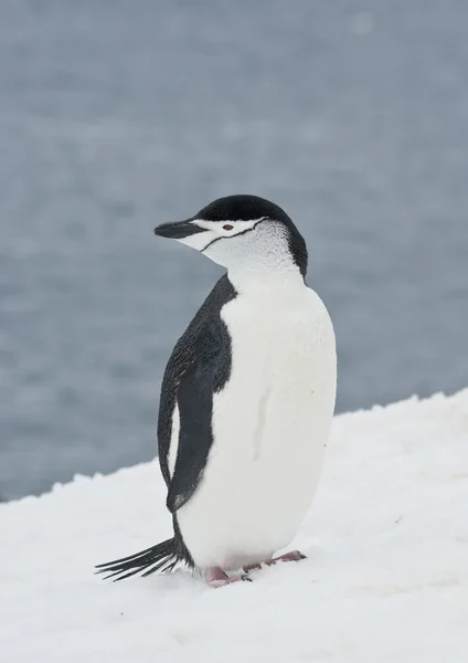 Pingouin antarctique sur une piste de ski . — Photo