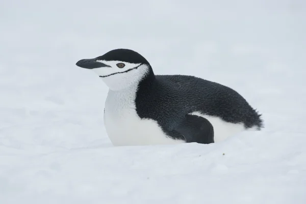 躺在雪地上的南极企鹅. — 图库照片