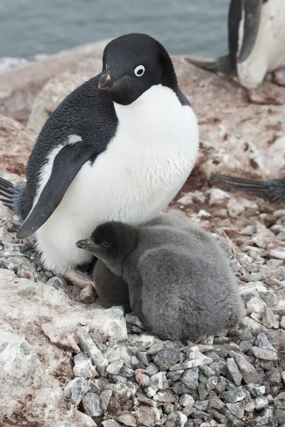 Adulte pingouin Adelie et poussins dans le nid . — Photo