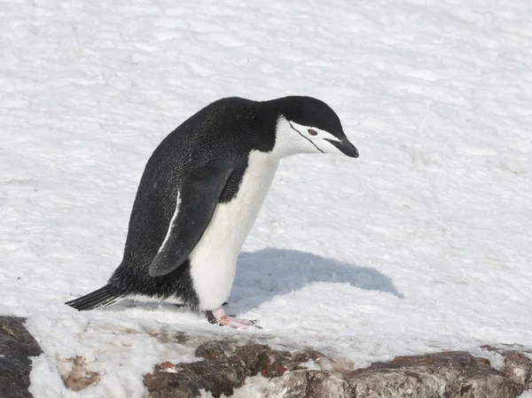 Antarktispinguin läuft den Hang hinunter. — Stockfoto