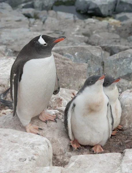 Gentoo familia de pingüinos en el nido en los acantilados . —  Fotos de Stock