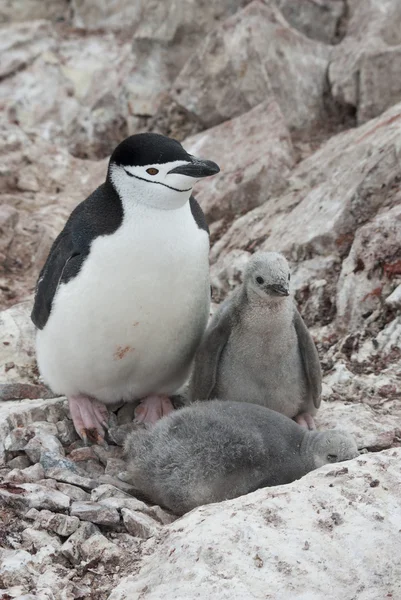 Mulher e dois pinguins pinguins chinstrap . — Fotografia de Stock