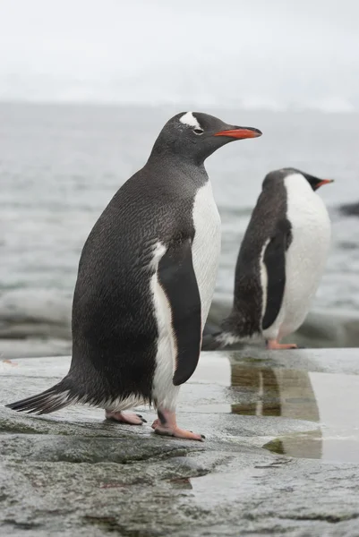 Gentoo pingüino en el reflujo banda . —  Fotos de Stock