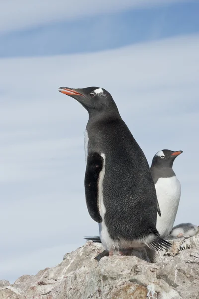 Gentoo tučňáka stojícího na skalách. — Stock fotografie