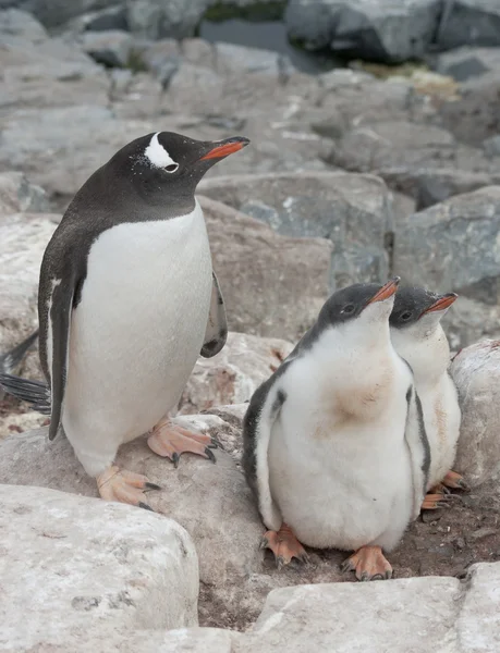 Gentoo penguin family in the nest in the cliffs. Royalty Free Stock Photos
