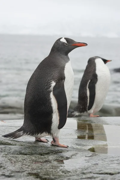 Gentoo penguin in the band ebb. Stock Photo