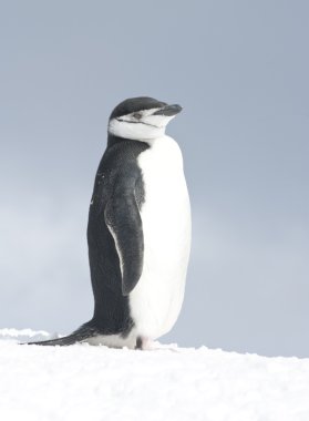 Antarctic penguin bright winter day. clipart