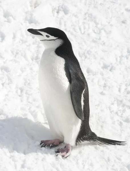 Pinguino antartico nella neve in una giornata di sole . — Foto Stock