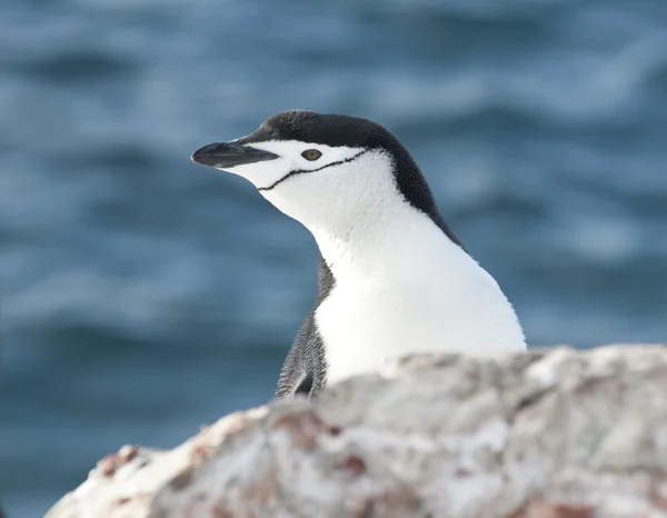 南極のペンギンは崖から外を見ての肖像画. — ストック写真