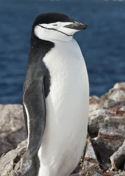 Retrato de pinguim antártico contra o oceano . — Fotografia de Stock