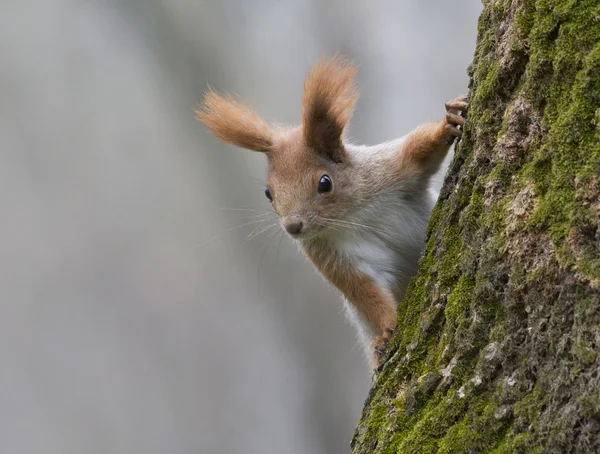 Junges rotes Eichhörnchen sitzt auf einem Baum. — Stockfoto