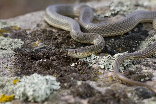 Yellow-bellied pembalap di bebatuan . — Stok Foto