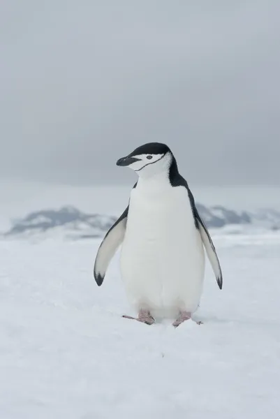 Pingwin Antarktyczny pochmurny dzień. — Zdjęcie stockowe