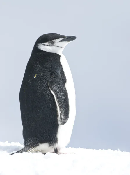 Giornata invernale del pinguino antartico . — Foto Stock