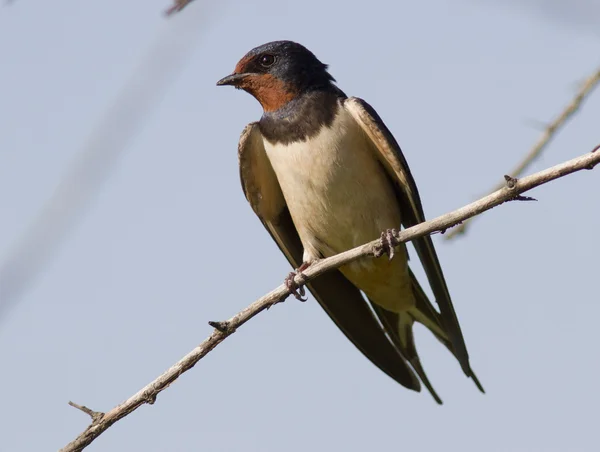 Barn swallow siedzi na drzewie. — Zdjęcie stockowe