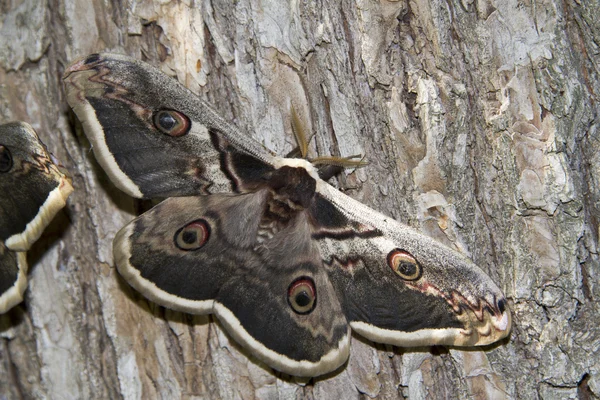 Great Peacock Moth or Giant Emperor Moth. — Stock Photo, Image