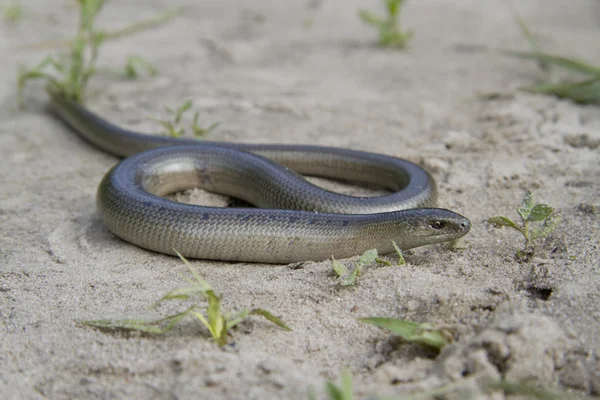 Male slow worm on the sand. — Stock Photo, Image
