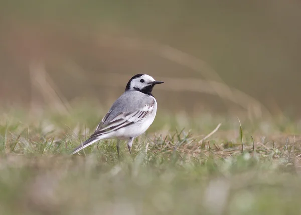 Witte Kwikstaart in het vroege voorjaar. — Stockfoto