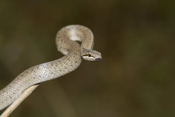 Smooth snake sitting on a branch. Stock Image