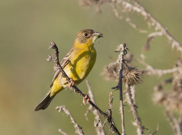 Hembra de cabeza negra Bunting con saltamontes en su pico . — Foto de Stock