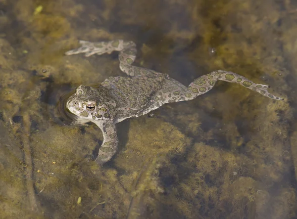 Zelená žába sedí ve vodě. — Stock fotografie