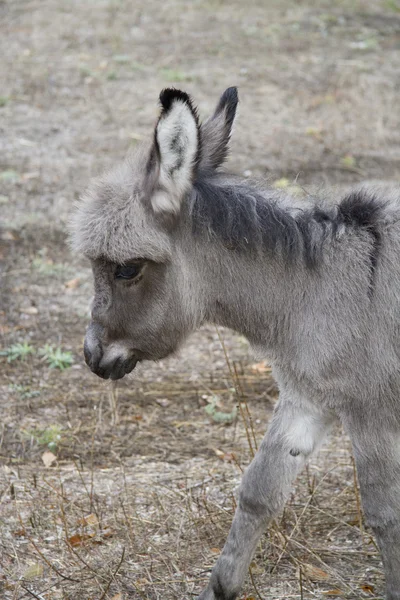 Portrait of a baby donkey. — Stock Photo, Image