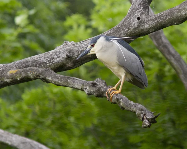 A night heron sitting on a dry tree. — Stock Photo, Image