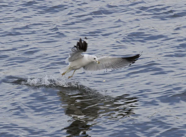 Common Gul decolla dall'acqua . — Foto Stock