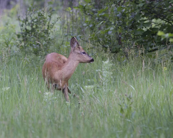 Samec jelenů na lesní mýtině. — Stock fotografie