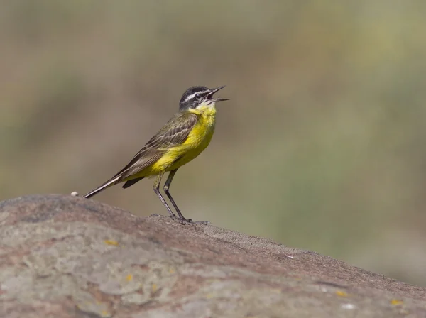 Masculino amarelo wagtail canto no rock . — Fotografia de Stock