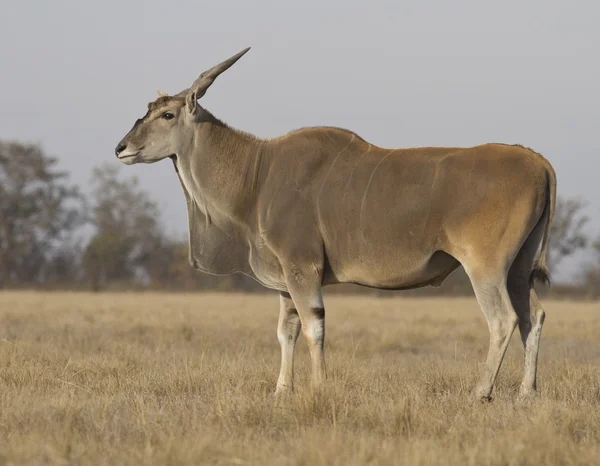 Manliga eland i osenneey stäppen. — Stockfoto