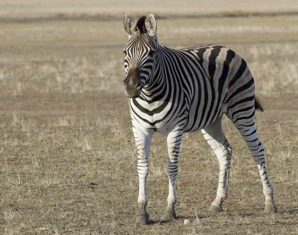 Zebra v podzimní stepní. — Stock fotografie