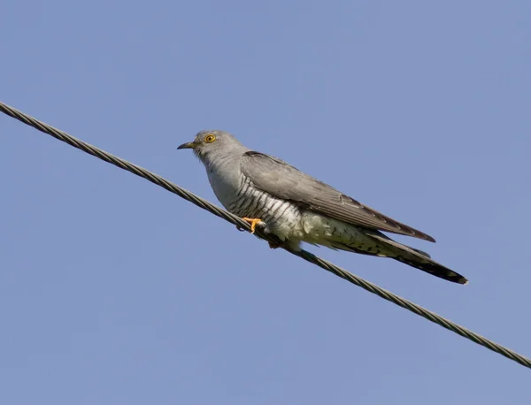 Koekoek zittend op een draad. — Stockfoto