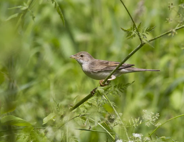 Parula grigia femminile seduta su un ramo . — Foto Stock