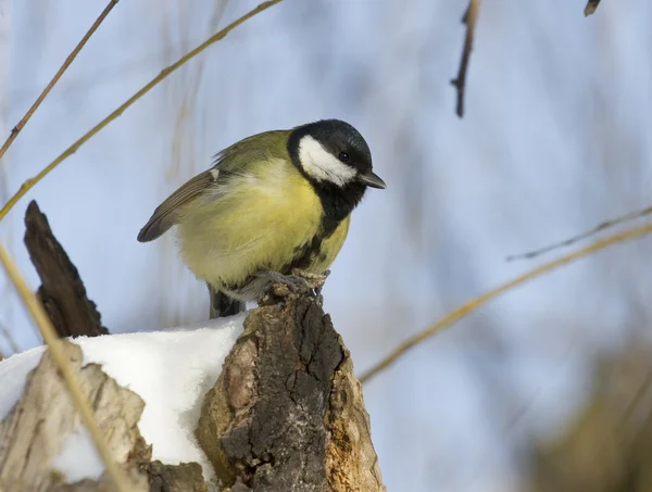 Great Tit sentado en el sauce . —  Fotos de Stock